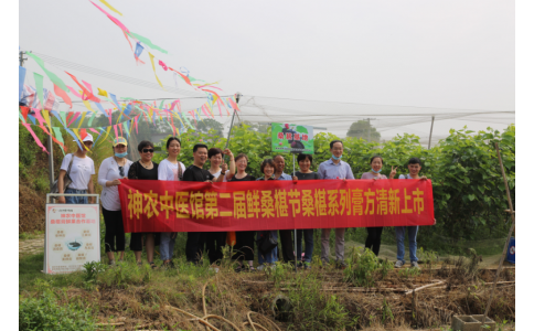 桑椹滿枝頭，采摘正當(dāng)時- 神農(nóng)中醫(yī)館鮮桑椹合作基地采摘紀(jì)實